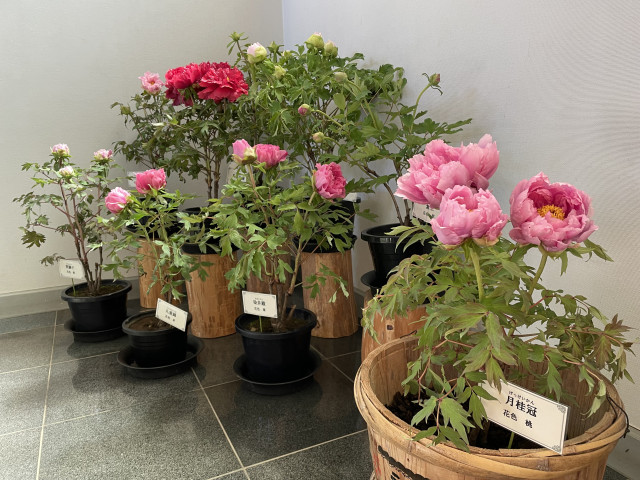 神奈川県立 恩賜箱根公園「冬の牡丹展」